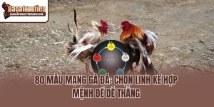80 Màu Mạng Gà Đá: Chọn Linh Kê Hợp Mệnh Để Dễ Thắng
