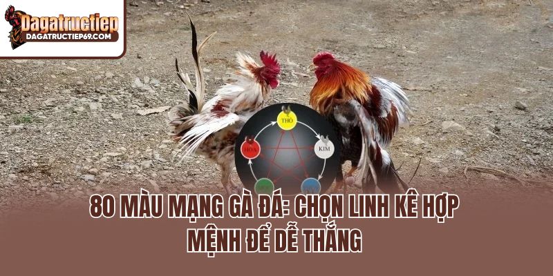 80 Màu Mạng Gà Đá: Chọn Linh Kê Hợp Mệnh Để Dễ Thắng