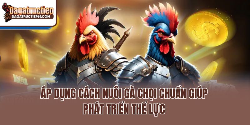 Áp dụng cách nuôi gà chọi chuẩn giúp phát triển thể lực