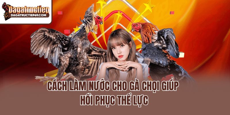 Cách làm nước cho gà chọi giúp hồi phục thể lực