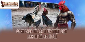 Cách Chọn Gà Đá: Bí Kíp Nhận Diện Linh Kê Tài Ba Lì Đòn