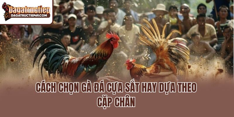 Cách chọn gà đá cựa sắt hay dựa theo cặp chân
