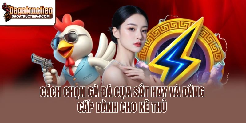 Cách Chọn Gà Đá Cựa Sắt Hay Và Đẳng Cấp Dành Cho Kê Thủ