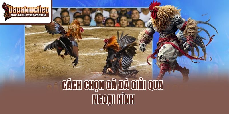 Cách chọn gà đá giỏi qua ngoại hình