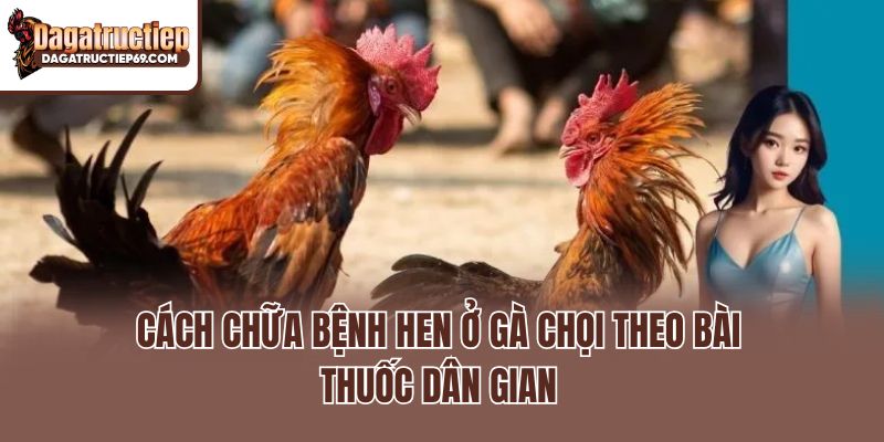 Cách chữa bệnh hen ở gà chọi theo bài thuốc dân gian