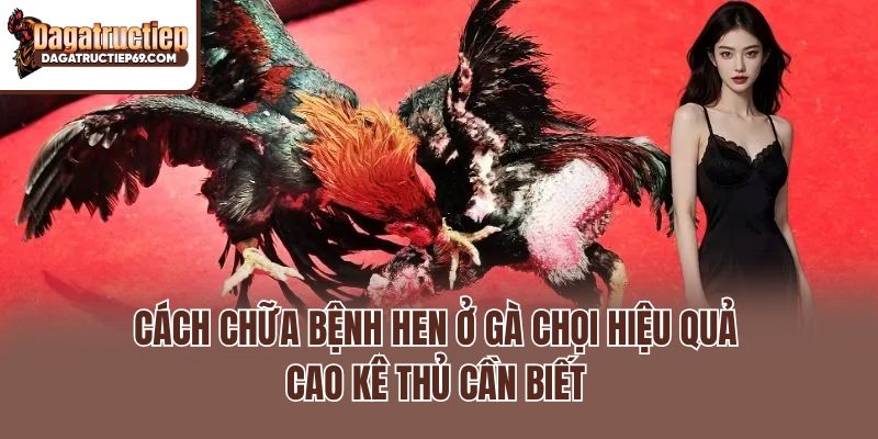 Cách Chữa Bệnh Hen Ở Gà Chọi Hiệu Quả Cao Kê Thủ Cần Biết