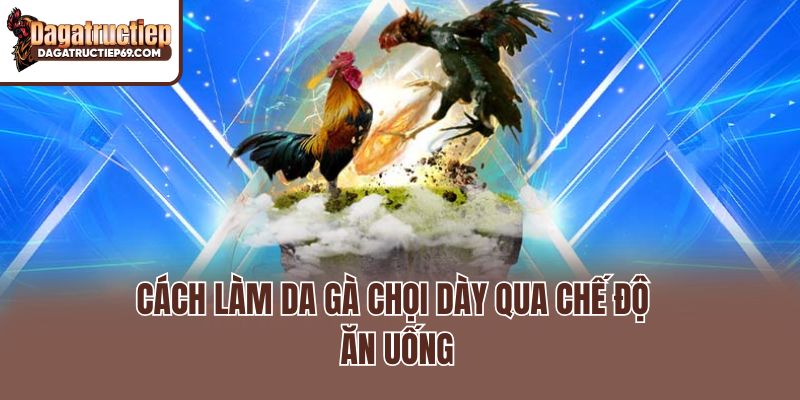 Cách làm da gà chọi dày qua chế độ ăn uống