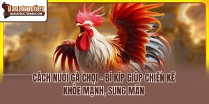 Cách Nuôi Gà Chọi – Bí Kíp Giúp Chiến Kê Khỏe Mạnh, Sung Mãn