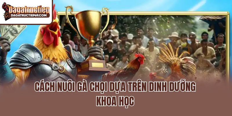 Cách nuôi gà chọi dựa trên dinh dưỡng khoa học