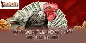 Bật Mí Cách Phối Màu Lông Gà Đẹp Mắt Thu Hút Mọi Ánh Nhìn