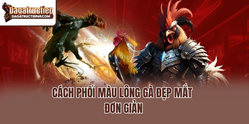 Cách phối màu lông gà đẹp mắt đơn giản
