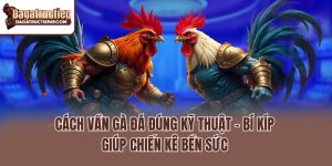 Cách Vần Gà Đá Đúng Kỹ Thuật – Bí Kíp Giúp Chiến Kê Bền Sức