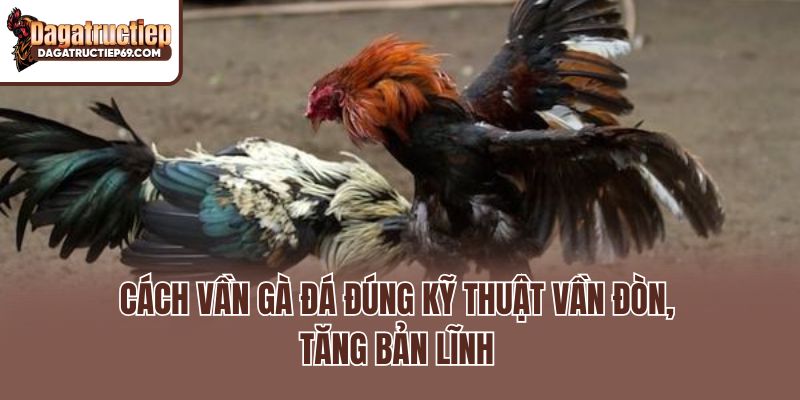 Cách vần gà đá đúng kỹ thuật vần đòn, tăng bản lĩnh