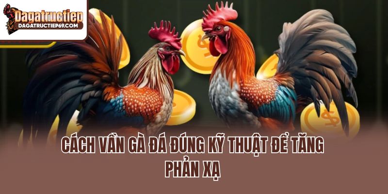 Cách vần gà đá đúng kỹ thuật để tăng phản xạ