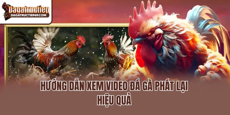 Hướng dẫn xem video đá gà phát lại hiệu quả