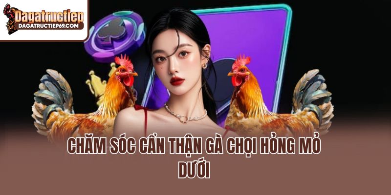 Chăm sóc cẩn thận gà chọi hỏng mỏ dưới