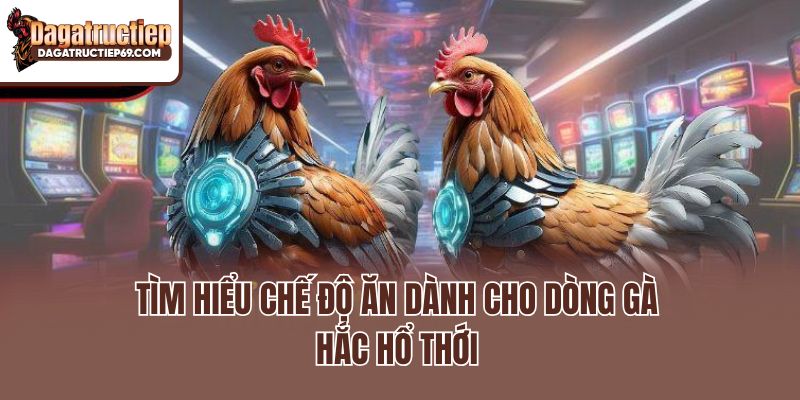 Tìm hiểu chế độ ăn dành cho dòng gà Hắc Hổ Thới