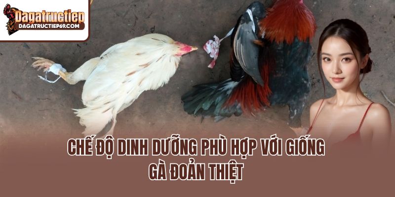 Chế độ dinh dưỡng phù hợp với giống gà đoản thiệt