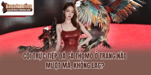 Coi Trực Tiếp Đá Gà Thomo Ở Trang Nào Mượt Mà, Không Lag?