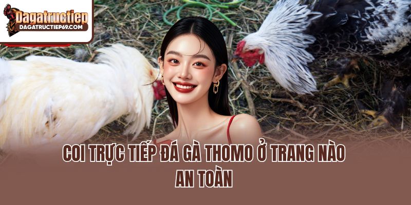 Coi trực tiếp Đá gà Thomo ở trang nào an toàn