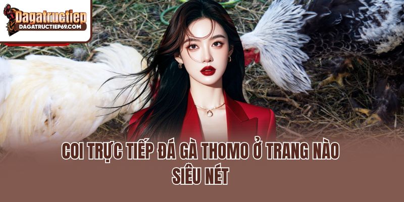 Coi trực tiếp Đá gà Thomo ở trang nào siêu nét