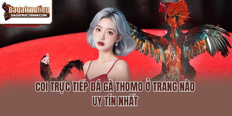 Coi trực tiếp Đá gà Thomo ở trang nào uy tín nhất