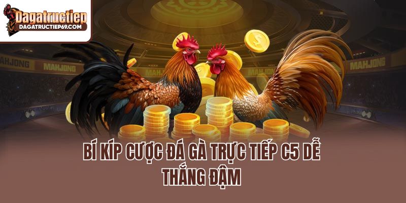 Bí kíp cược đá gà trực tiếp C5 dễ thắng đậm