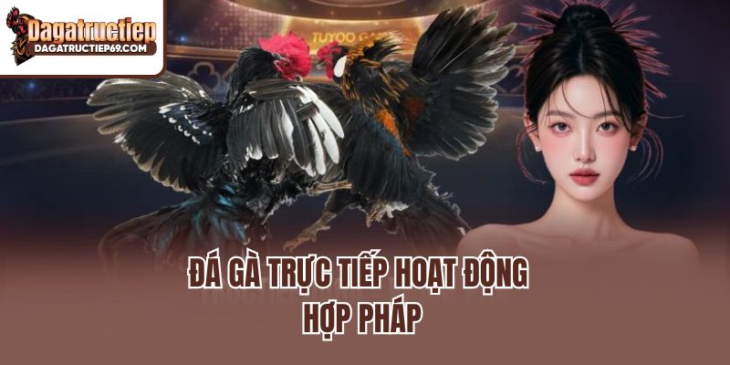 Đá gà trực tiếp hoạt động hợp pháp