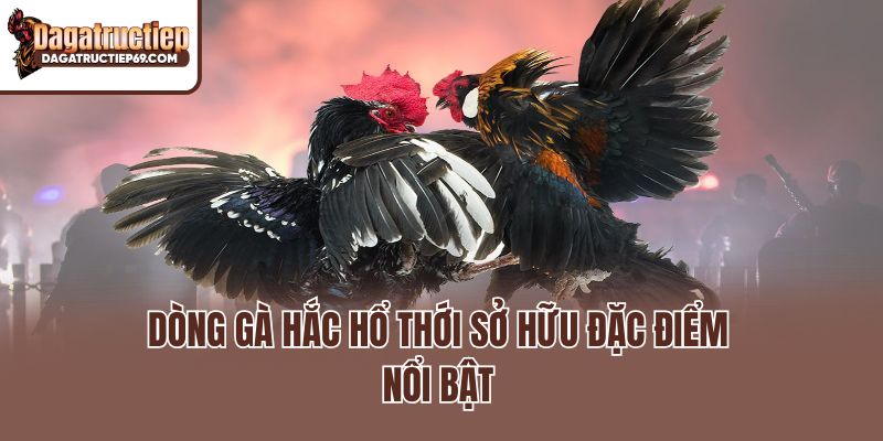 Dòng gà Hắc Hổ Thới sở hữu đặc điểm nổi bật