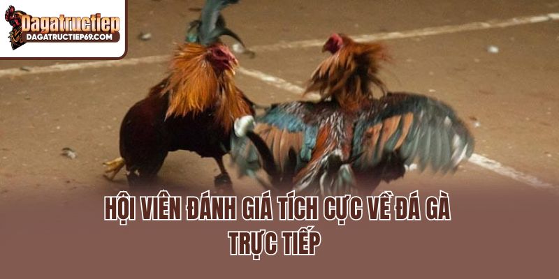 Hội viên đánh giá tích cực về đá gà trực tiếp