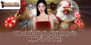 Dòng Gà Hắc Hổ Thới – Huyền Thoại Sức Mạnh Của Sới Gà Việt