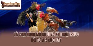 Gà Chọi Hỏng Mỏ Dưới Và Kỹ Thuật Phục Hồi Từ A-Z Cực Hay
