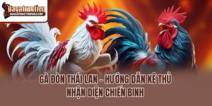 Gà Đòn Thái Lan - Hướng Dẫn Kê Thủ Nhận Diện Chiến Binh