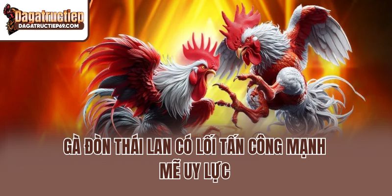 Gà đòn Thái Lan có lối tấn công mạnh mẽ uy lực