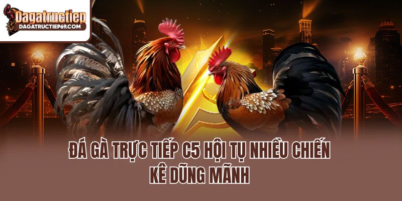 Đá gà trực tiếp C5 hội tụ nhiều chiến kê dũng mãnh