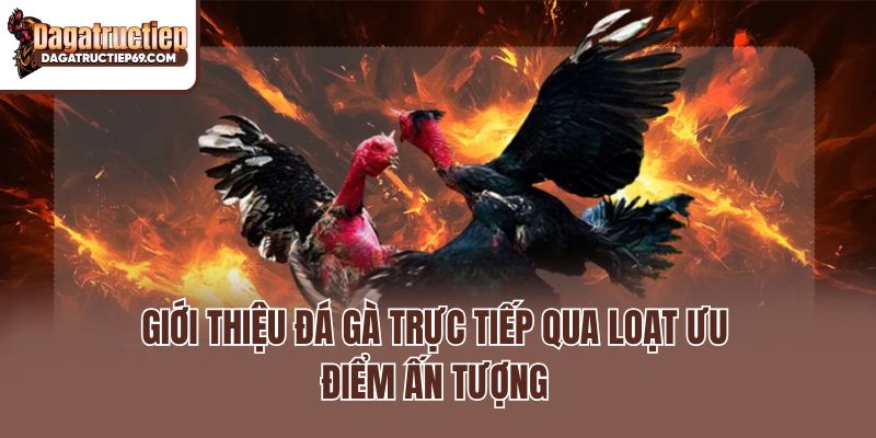 Giới thiệu Đá Gà Trực Tiếp qua loạt ưu điểm ấn tượng