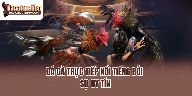 Đá gà trực tiếp nổi tiếng bởi sự uy tín