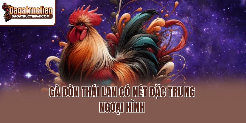 Gà đòn Thái Lan có nét đặc trưng ngoại hình