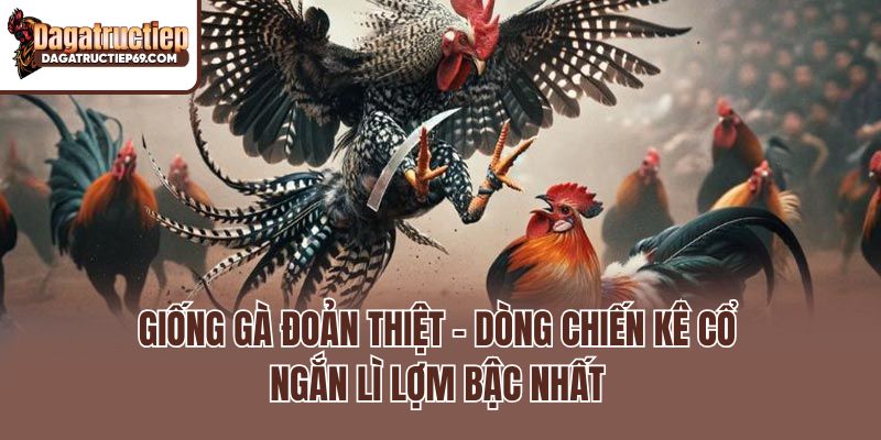 Giống Gà Đoản Thiệt – Dòng Chiến Kê Cổ Ngắn Lì Lợm Bậc Nhất