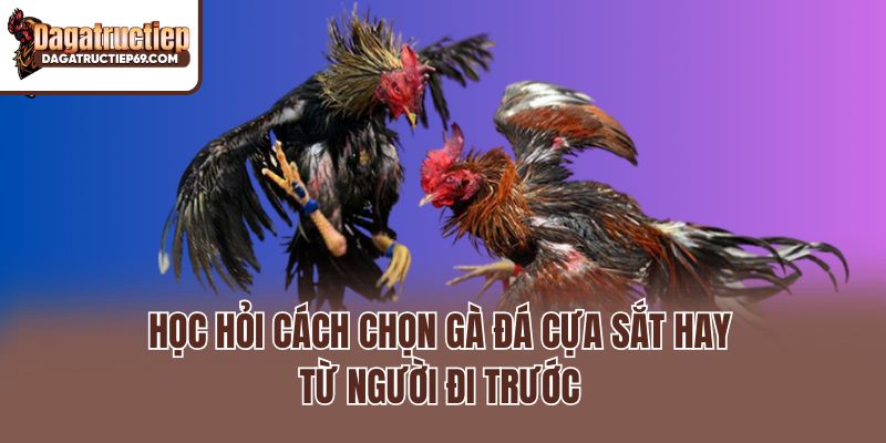Học hỏi cách chọn gà đá cựa sắt hay từ người đi trước