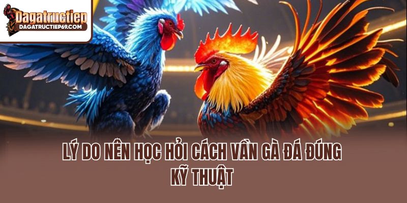 Lý do nên học hỏi cách vần gà đá đúng kỹ thuật