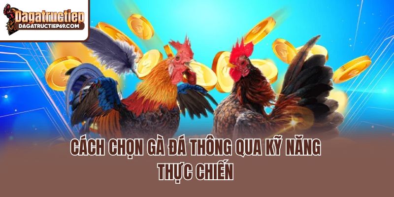 Cách chọn gà đá thông qua kỹ năng thực chiến