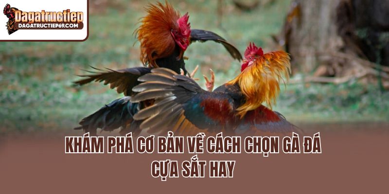 Khám phá cơ bản về cách chọn gà đá cựa sắt hay