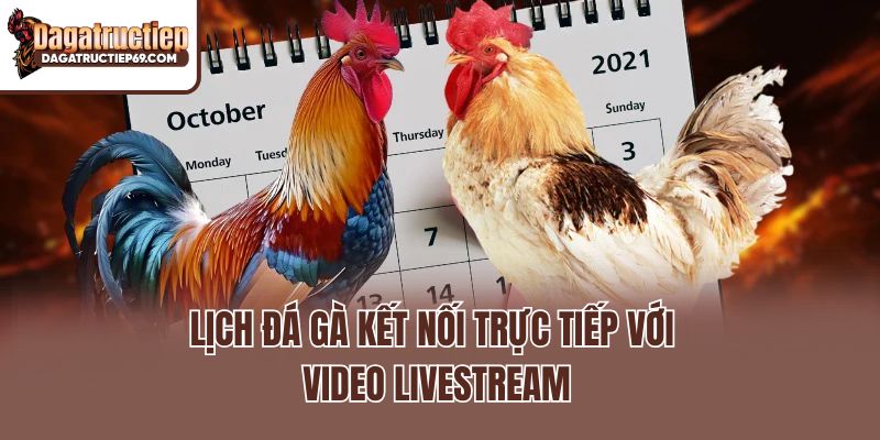 Lịch đá gà kết nối trực tiếp với video livestream