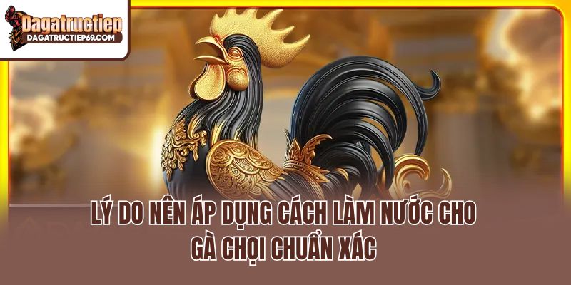 Lý do nên áp dụng cách làm nước cho gà chọi chuẩn xác