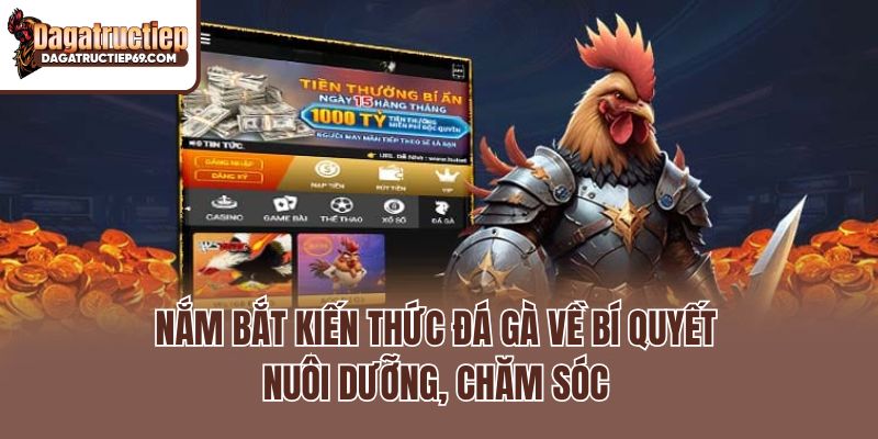 Nắm bắt kiến thức đá gà về bí quyết nuôi dưỡng, chăm sóc