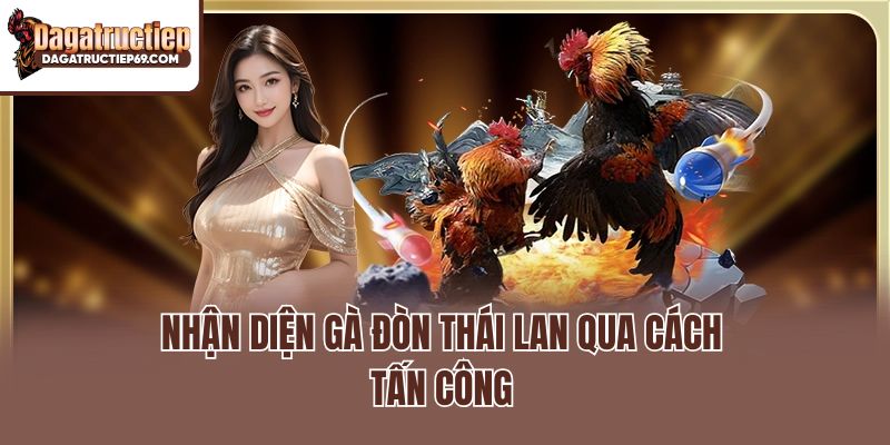 Nhận diện gà đòn Thái Lan qua cách tấn công
