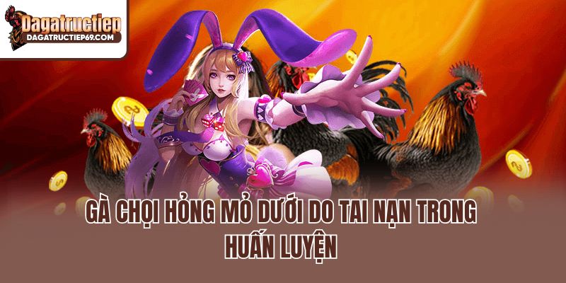 Gà chọi hỏng mỏ dưới do tai nạn trong huấn luyện