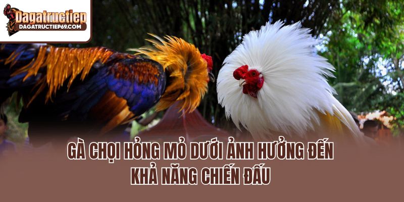 Gà chọi hỏng mỏ dưới ảnh hưởng đến khả năng chiến đấu
