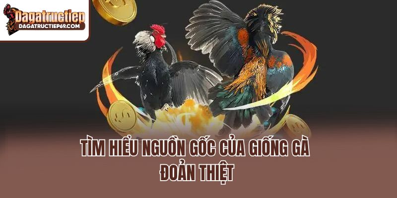 Tìm hiểu nguồn gốc của giống gà đoản thiệt